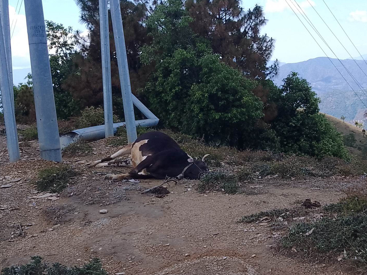 बैतडीमा करेन्ट लागेर एक गोरु मर्यो 